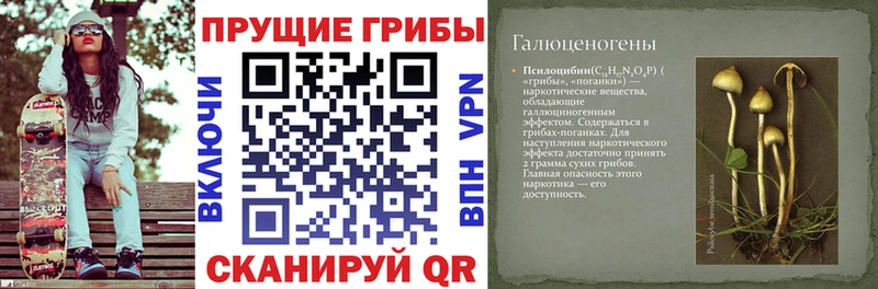 Купить  Дзержинский  Галлюциногенные грибы GOLDEN TEACHER 